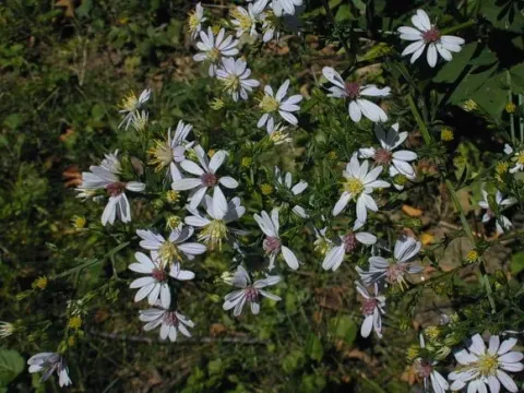 Arrow-leaved aster