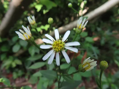Rough aster