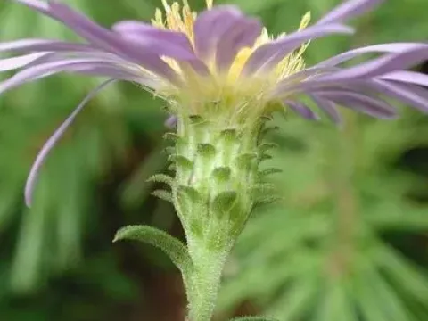 Aster spectabilis