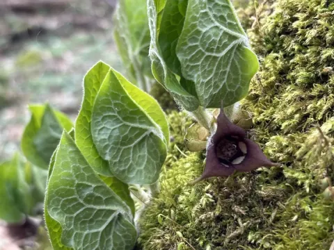 Canadian wild ginger