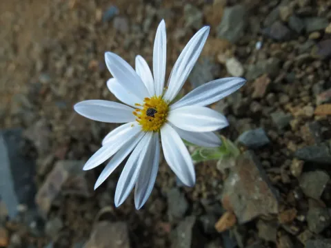 Арктотіс гладкоплодий