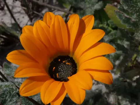 Arctotis leptorhiza