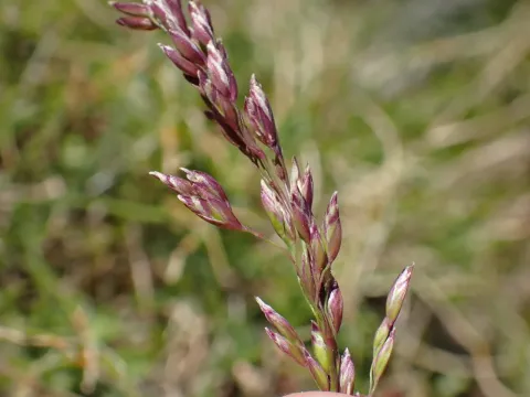 Bellardiochloa violacea