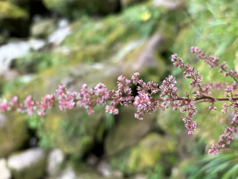 Astilbe
