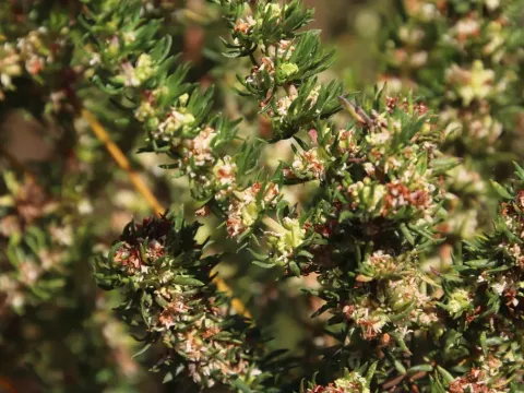 Anthospermum