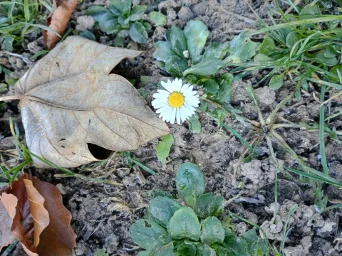 Daisy