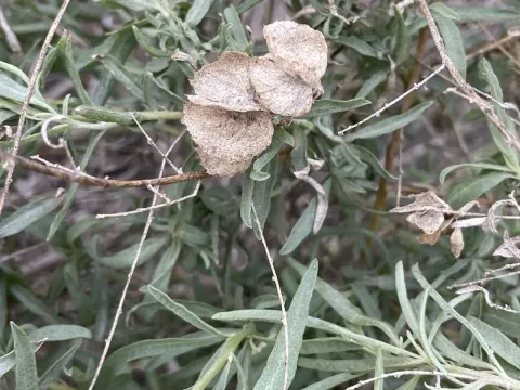 Fourwing saltbush