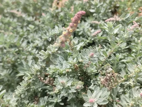 Glaucous saltbush