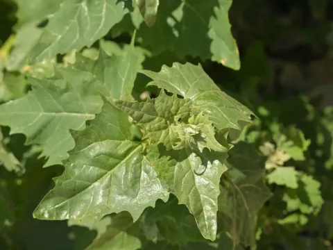 Sagittate saltbush