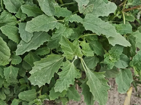 Tatarian orache