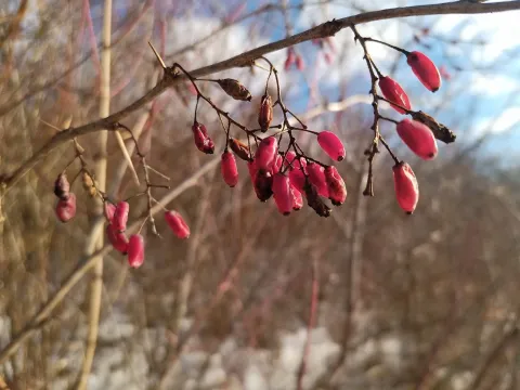 Barberry