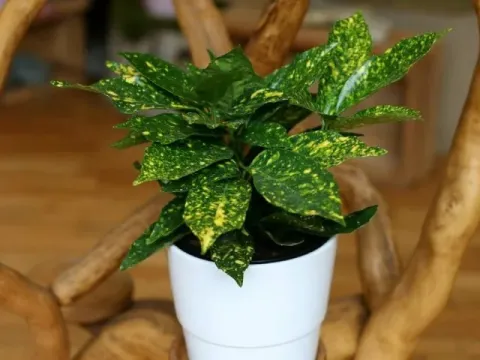 Аукуба