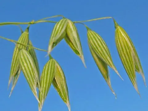 Red oat