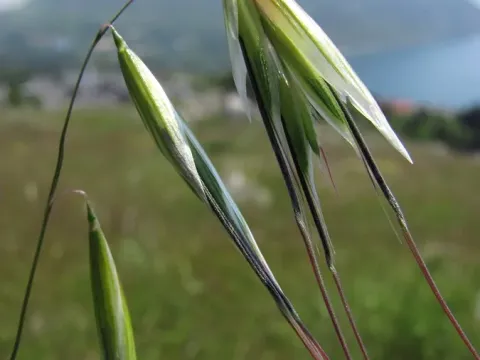 Avena eriantha