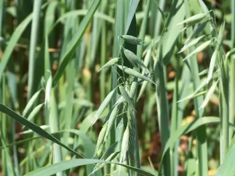 Moroccan oat
