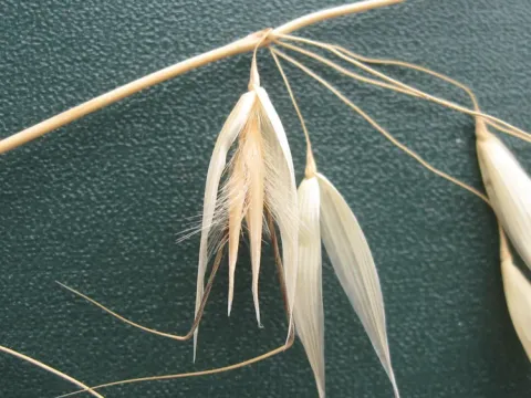 Bristle-leaved oat