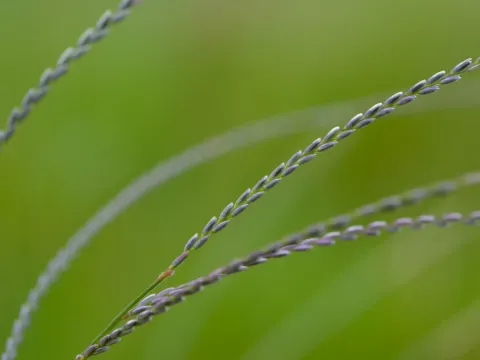 Аксонопус сухий