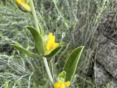 Anthyllis cytisoides