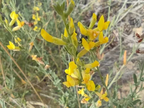 Anthyllis terniflora