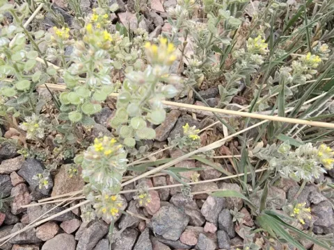 Alyssum simplex