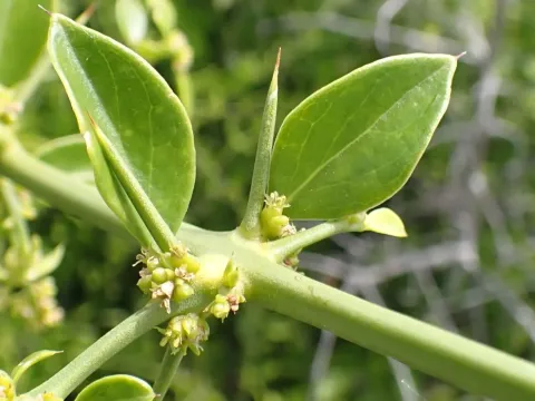 Azima