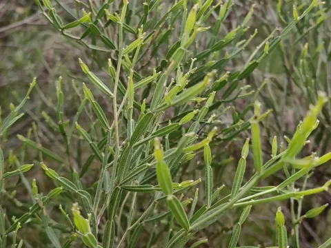 Baccharis articulata