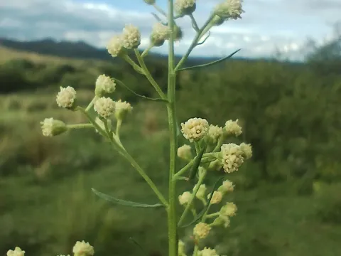 Baccharis coridifolia