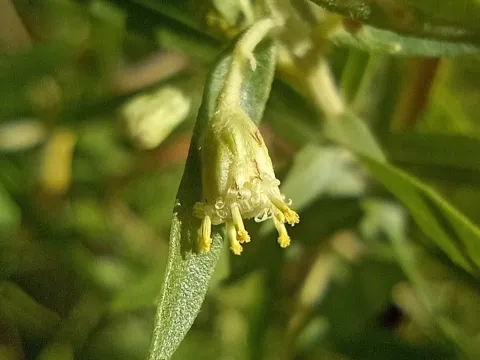 Baccharis dracunculifolia