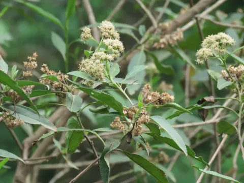 Baccharis floribunda
