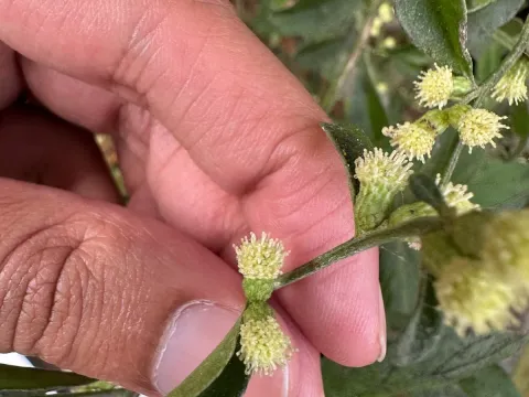 Бакхарис клубочковий