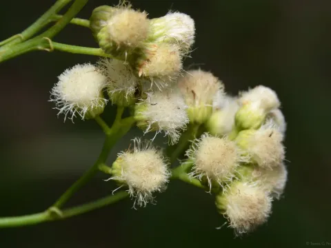 Baccharis glutinosa