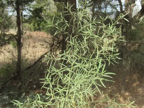 Baccharis neglecta