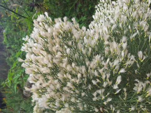 Baccharis notosergila