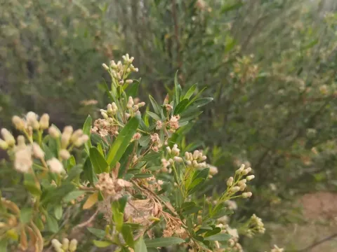 Willow baccharis