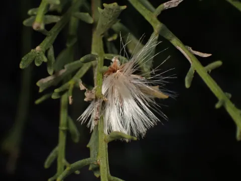 Desert broom
