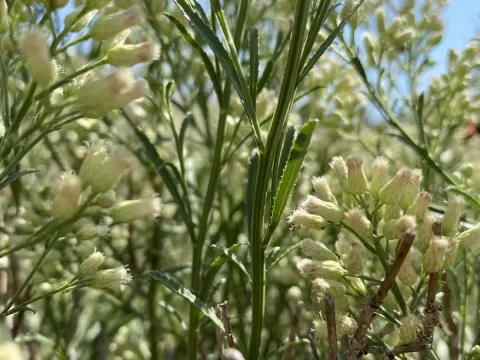 Baccharis thesioides