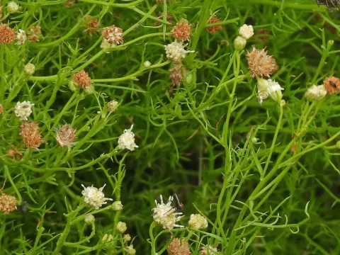 Baccharis ulicina