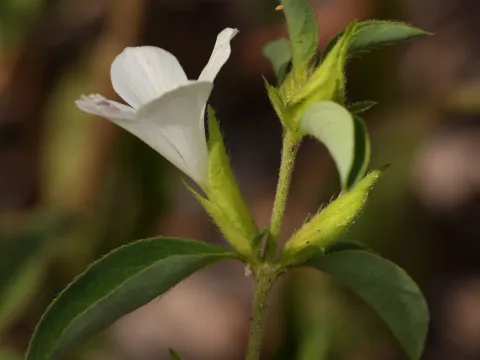 Barleria lugardii