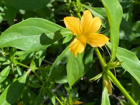 Barleria prionitis