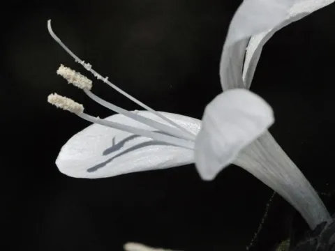 Barleria ramulosa