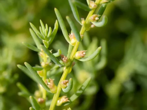 Bassia echinopsila