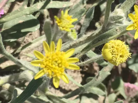 Бейлія