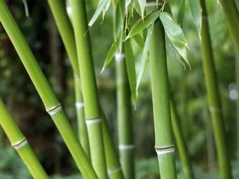 Thorny bamboo