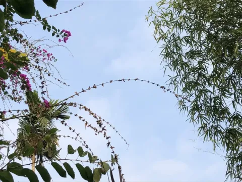 Бамбук