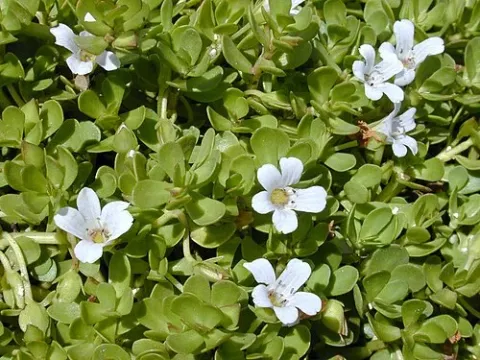 Monnieria