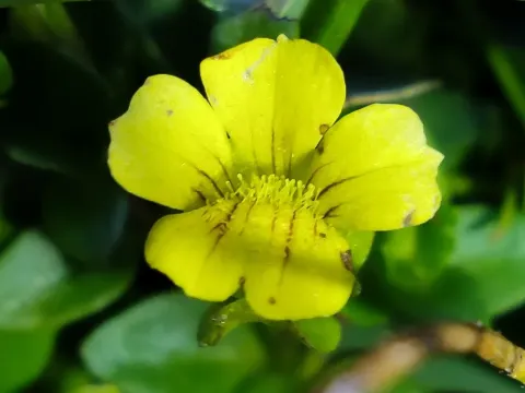 Mecardonia dianthera