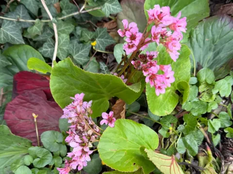 Bergenia