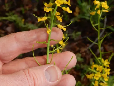 Barbarea orthoceras