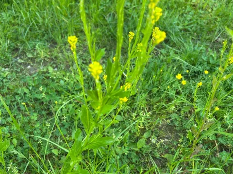 Суріпка стиснута