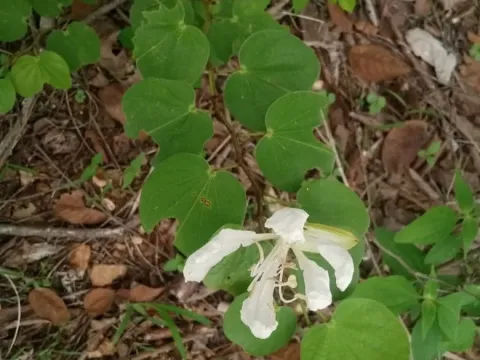 Bauhinia aculeata